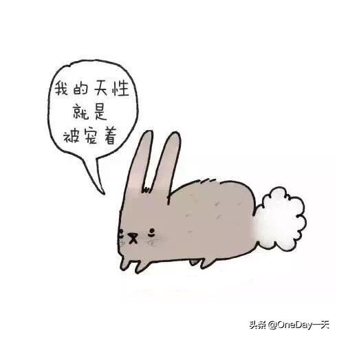 动物冷知识搞笑动画,搞笑动物冷知识22