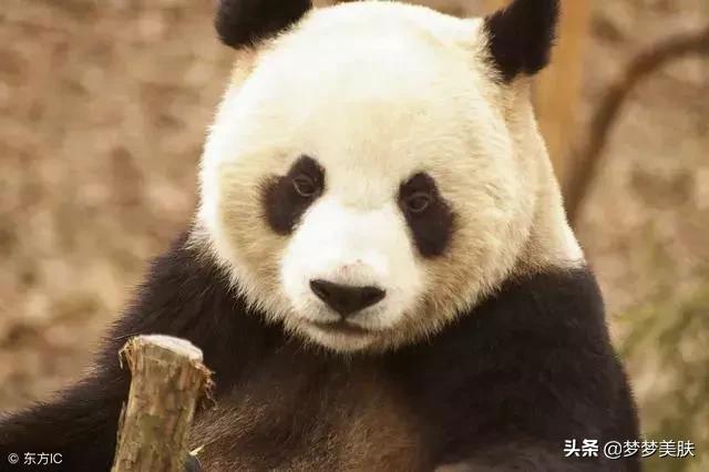 每天给眼部按摩能消除眼袋黑眼圈,一招轻松改善黑眼圈大眼袋