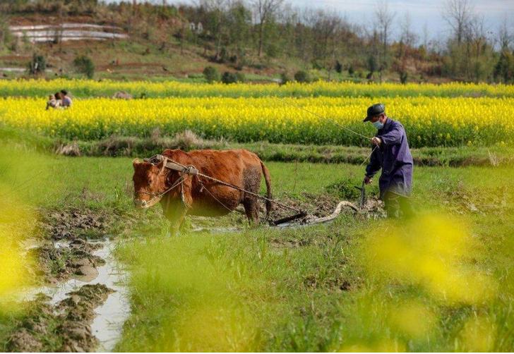牛年遇到寡年有什么说法,牛年遇寡年好吗