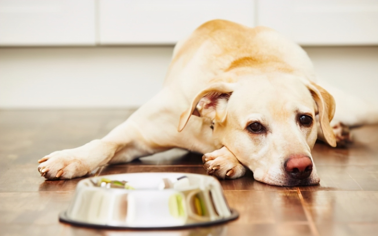 狗狗想生宝宝时会有怎样的表现,狗狗把你当成妈妈的表现