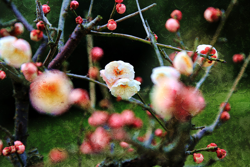 南京古林梅岭，二梅报春；盆景园梅花，婀娜多姿