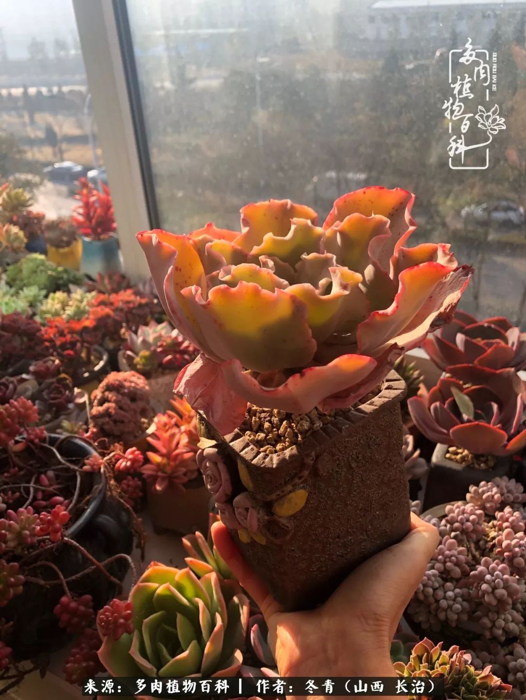 新手养多肉知道这4点打好基础,阳台上养多肉的正确方法