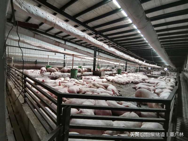 养猪漏粪地板,全漏粪板猪舍