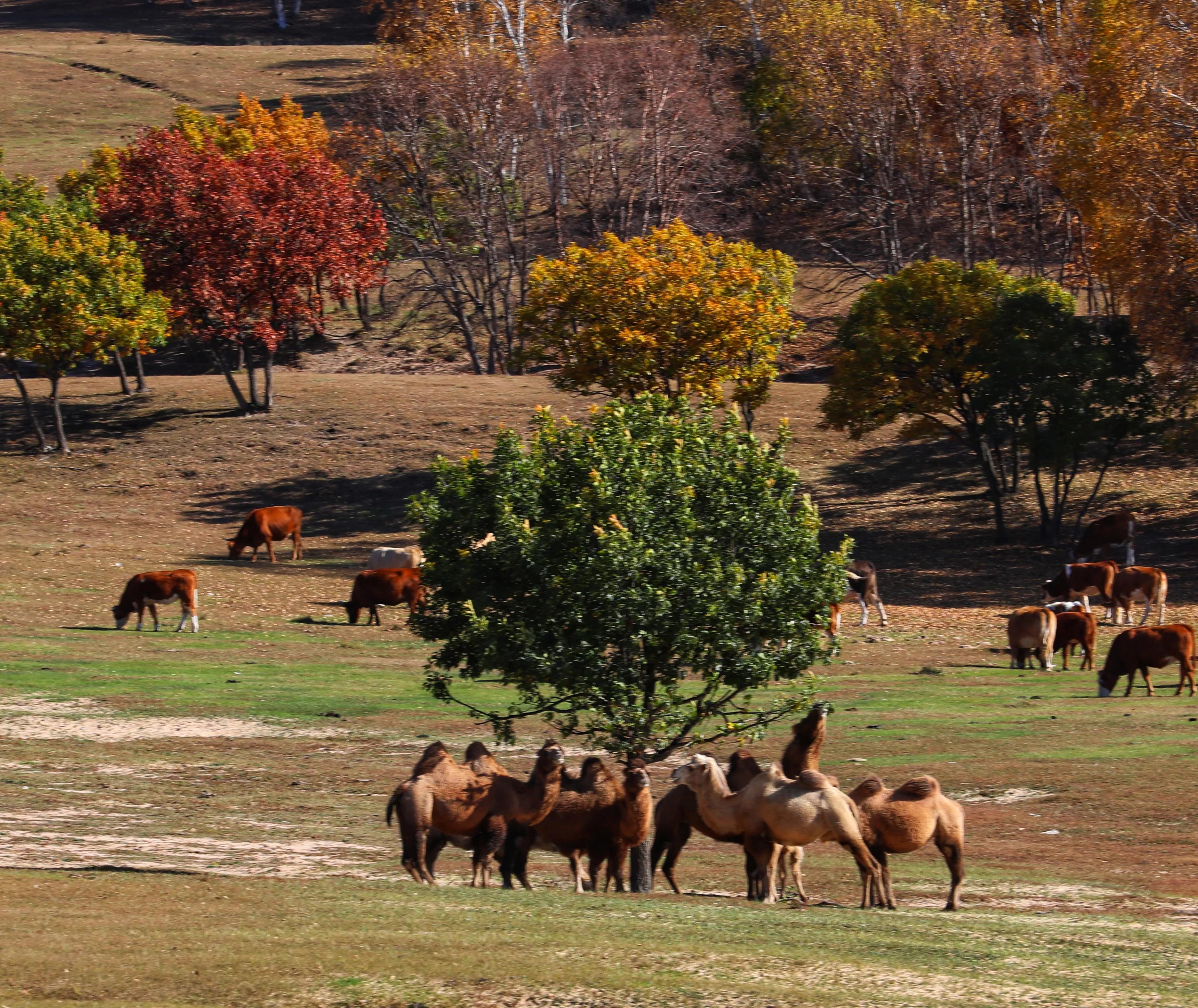 坝上秋色草原,坝上草原游记作文