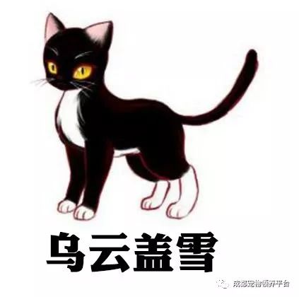 谁说土猫无名猫？快来围观古代猫谱，你家有没有镇宅神兽！