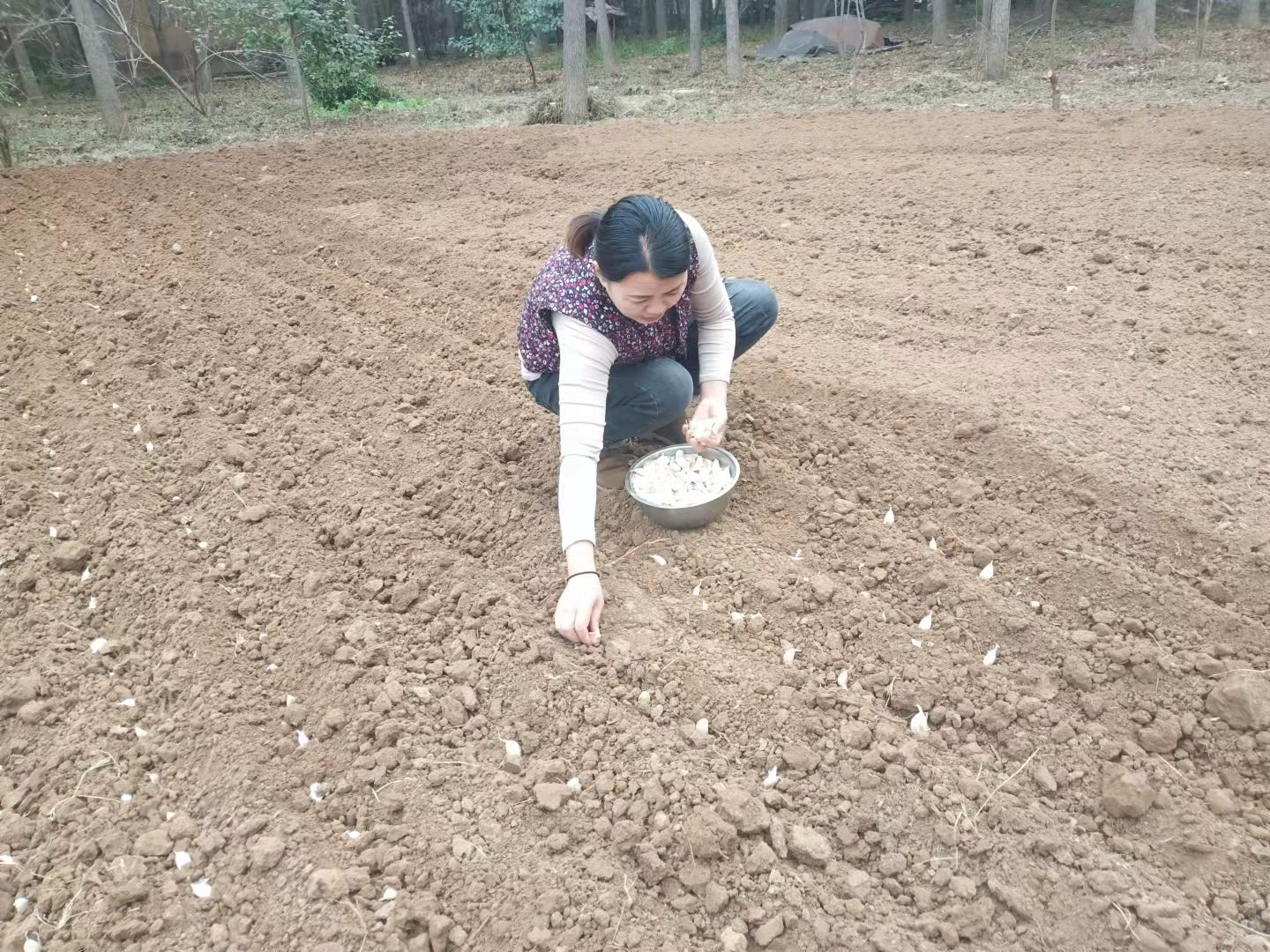 大蒜怎么种又快又简单小学生,种大蒜的最好方法小技巧