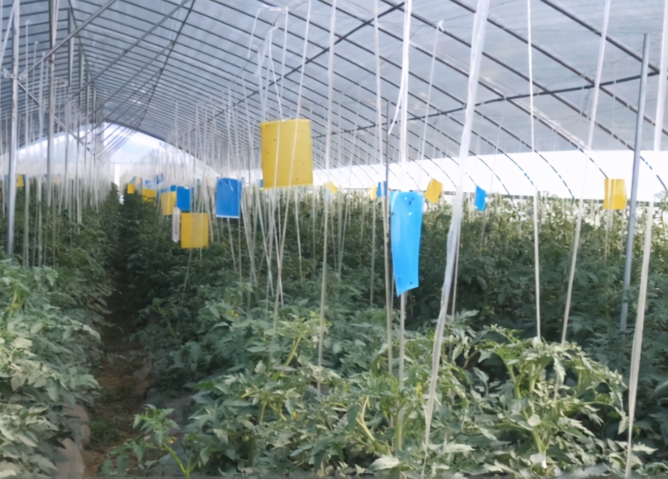 番茄不结果处理方法,番茄旺长不膨果如何处理