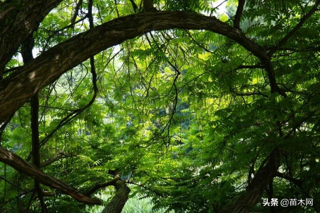 2020年苗木销售市场形势分析,今年苗木销量趋势