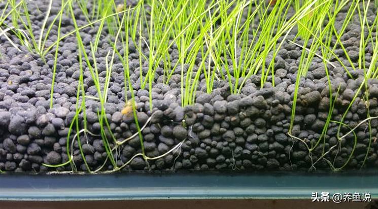 水草泥和陶粒的区别图片,水草泥和陶粒砂哪个贵