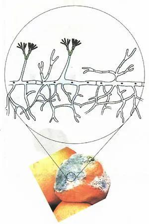 真菌小知识,关于真菌的认知