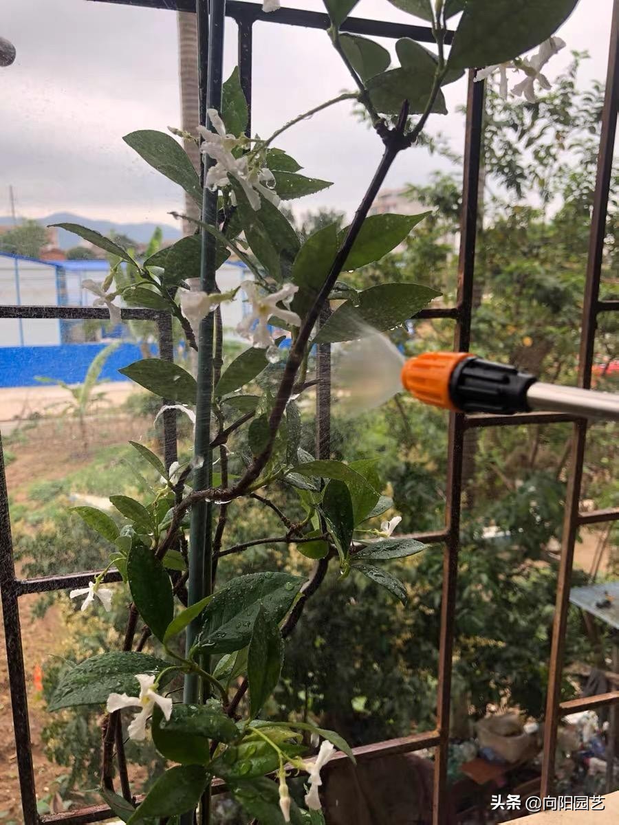 家里养花长虫子可以用杀虫剂吗,家里养花出现小黑飞虫怎么办