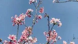 深圳最美最有人气的公园在哪里,深圳最好的十个景区