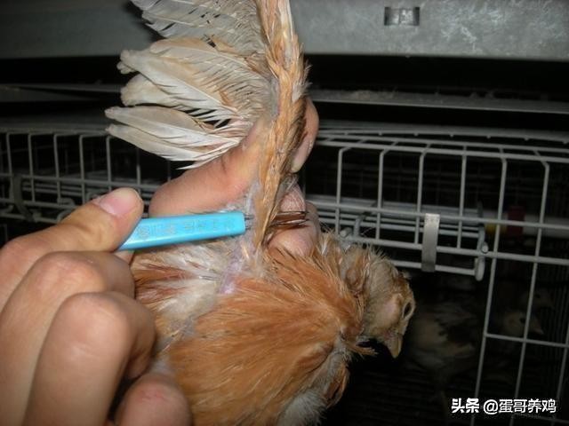 鸡葡萄球菌最佳防治方法,养鸡葡萄球菌病怎么治疗