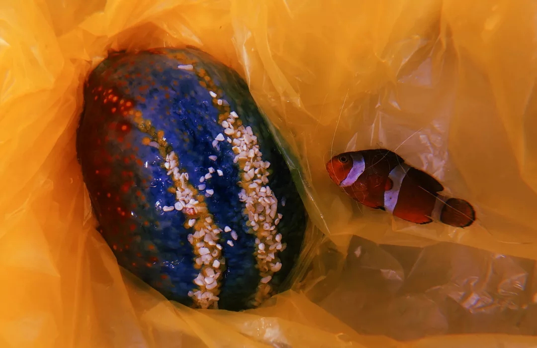 海苹果可以养吗,海苹果可以和谁一起养