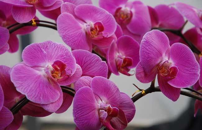 1995年广州芳村石围塘花市,芳村最好看的花市