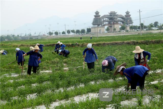 贵州榕江黑木耳丰收助农增收致富,贵州黔西林下养殖闯出致富路