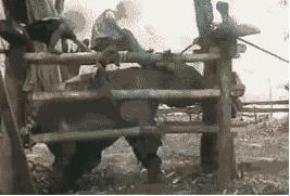 被囚34年取精，被迫亲手杀死爱子，最后只能挣扎着死去…