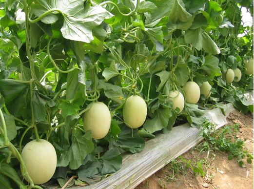 甜瓜叶斑病有什么症状,甜瓜幼苗叶片有枯斑