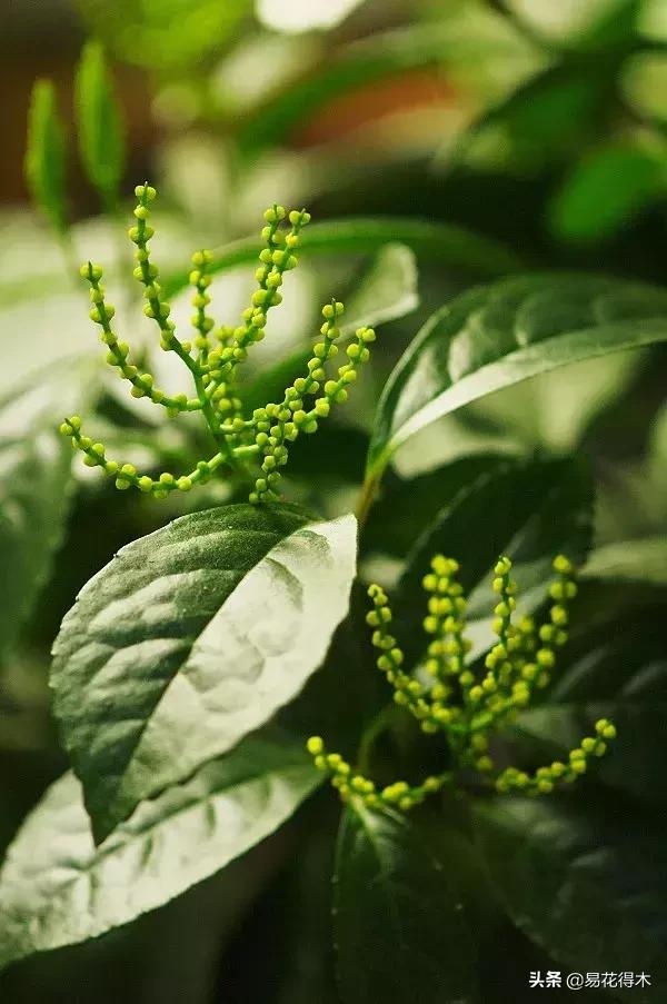 黄珠兰和白珠兰的区别,白珠兰和黄珠兰的区别