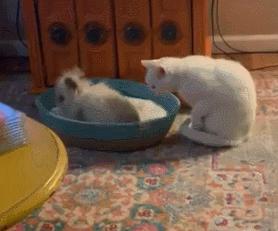 猫咪把兔子的窝霸占了,兔子窝被猫霸占