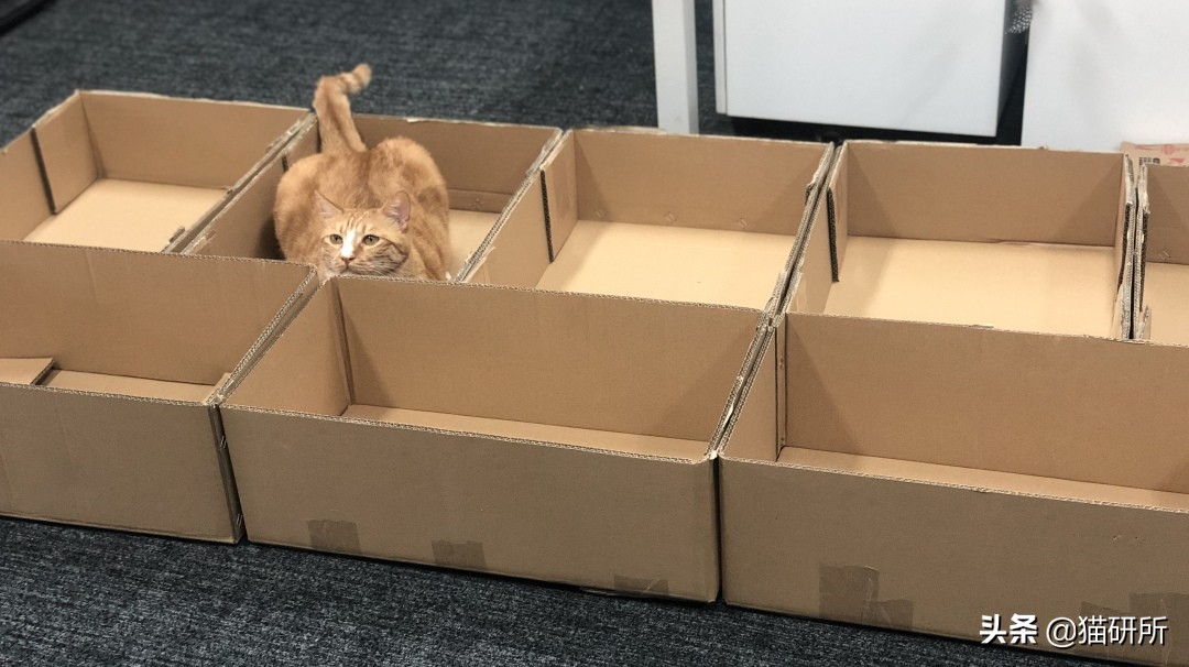 选猫砂防臭,天然矿石猫砂推荐测评