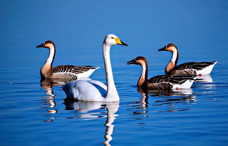 大雁属于杂食性的水禽,大雁最大品种