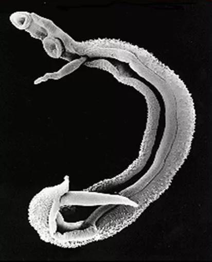 卫生部门应对河南洪水,国家卫生健康委发布洪水灾害