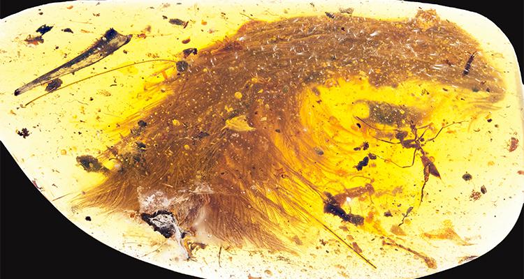 恐龙为什么灭绝了但依然还是存在,探究恐龙灭绝的原因手抄报