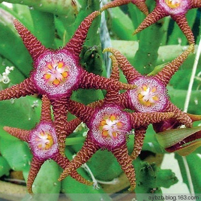 最好记的花名大全,很难得一见的花