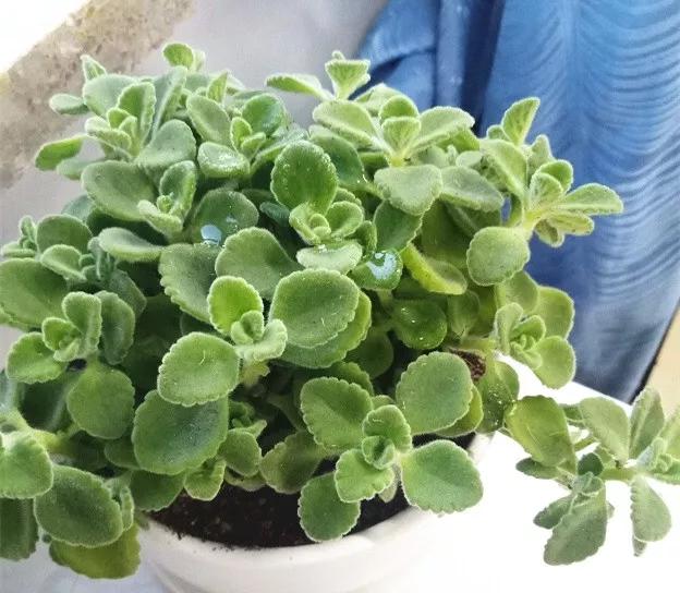 适合阳台养的四季开花有花香的花,花期长耐热耐寒又好养的花卉