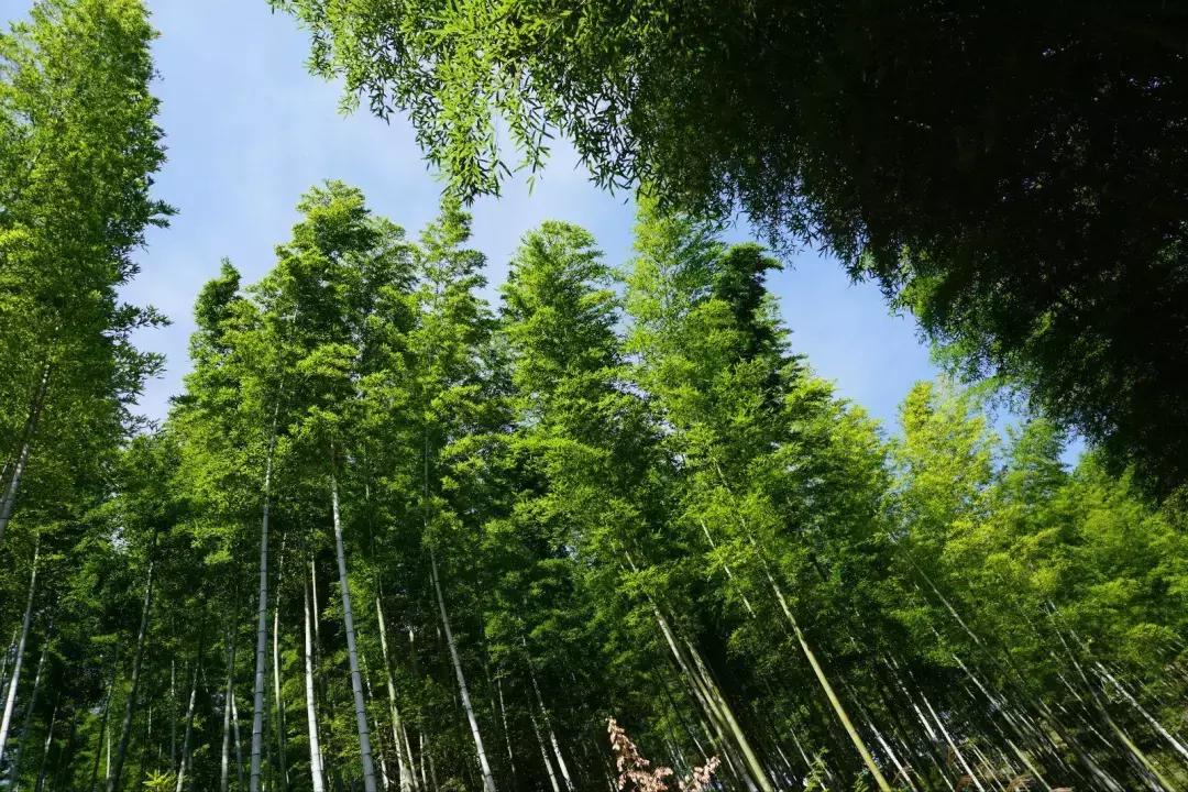 新安江山水画廊景区打卡景点,新安江山水画廊景区九砂晒秋节