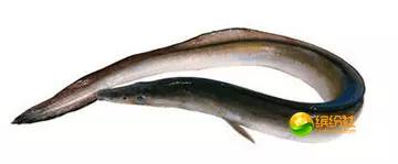 舟山4月份海鲜攻略,舟山海鲜代加工攻略