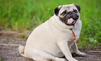 狗狗天气热生病怎么办呢,狗狗热了怎么办