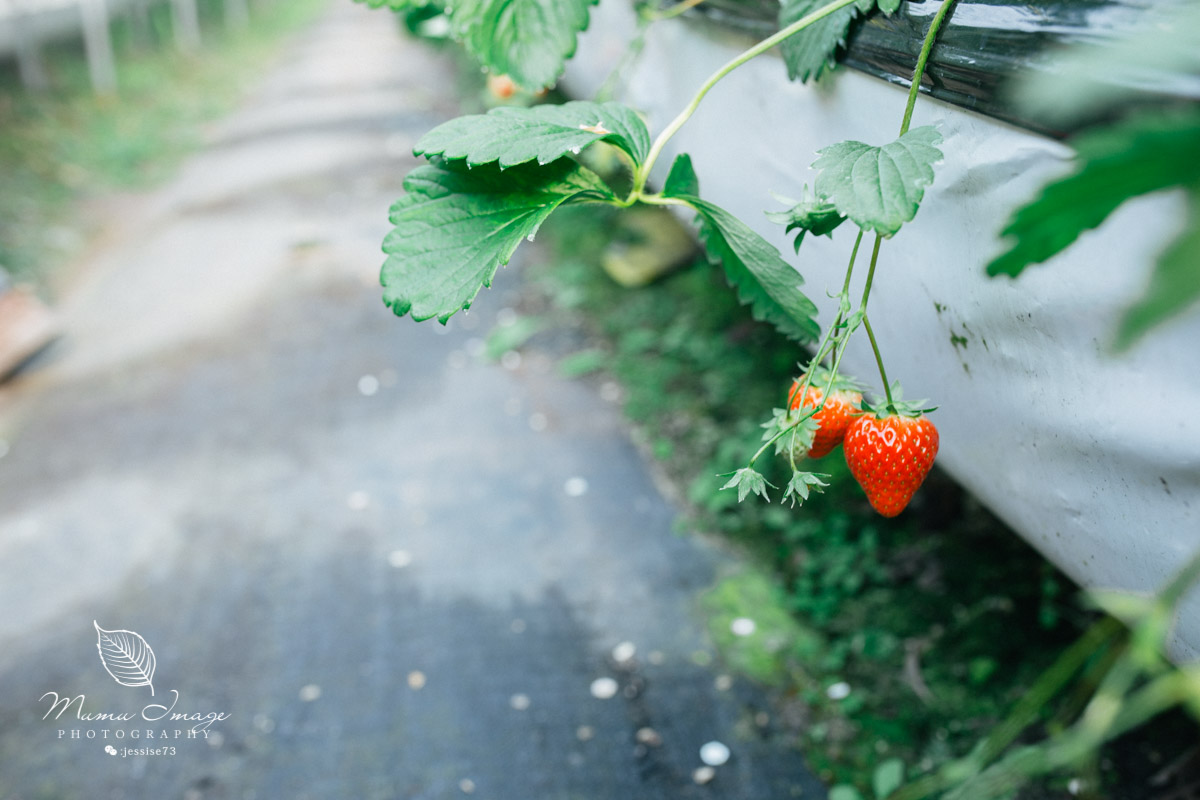 几百亩草莓采摘基地，无销售，不够卖，老板：绿色天然无公害