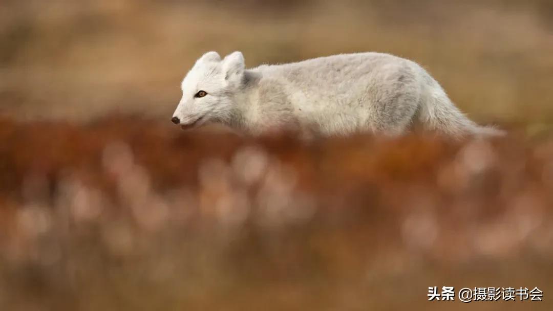 尼康拍野生动物,这位摄影师