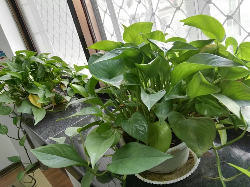 绿萝叶子冻伤掉完了就剩藤条了,绿萝冻伤怎么修剪