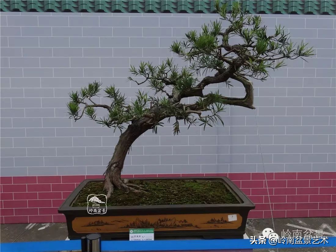 罗汉松盆景开运招财，非其莫属！清风雅韵，当之无愧！