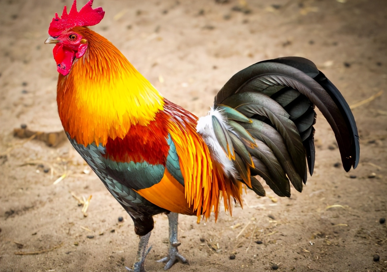 公鸡吃蜈蚣后为什么变得凶猛,为什么公鸡吃了蜈蚣变很凶