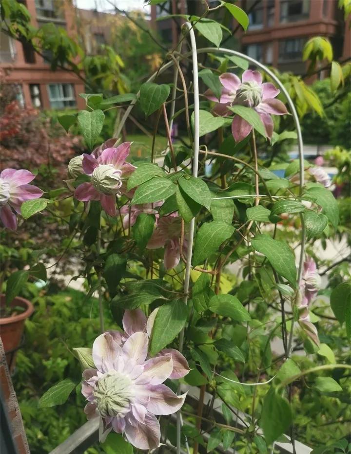 刚买的花，发蔫落苞加黄叶！为什么呢？多半是放错了位置