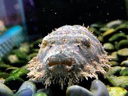 冷门高端观赏鱼有哪些鱼,比较好养的冷门观赏鱼小鱼