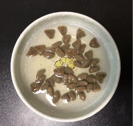 渴望六种鱼猫粮测评,orijen渴望猫粮测评