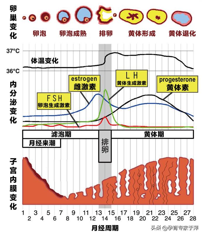 青岛中医专家于萍,青岛不孕不育专家于萍