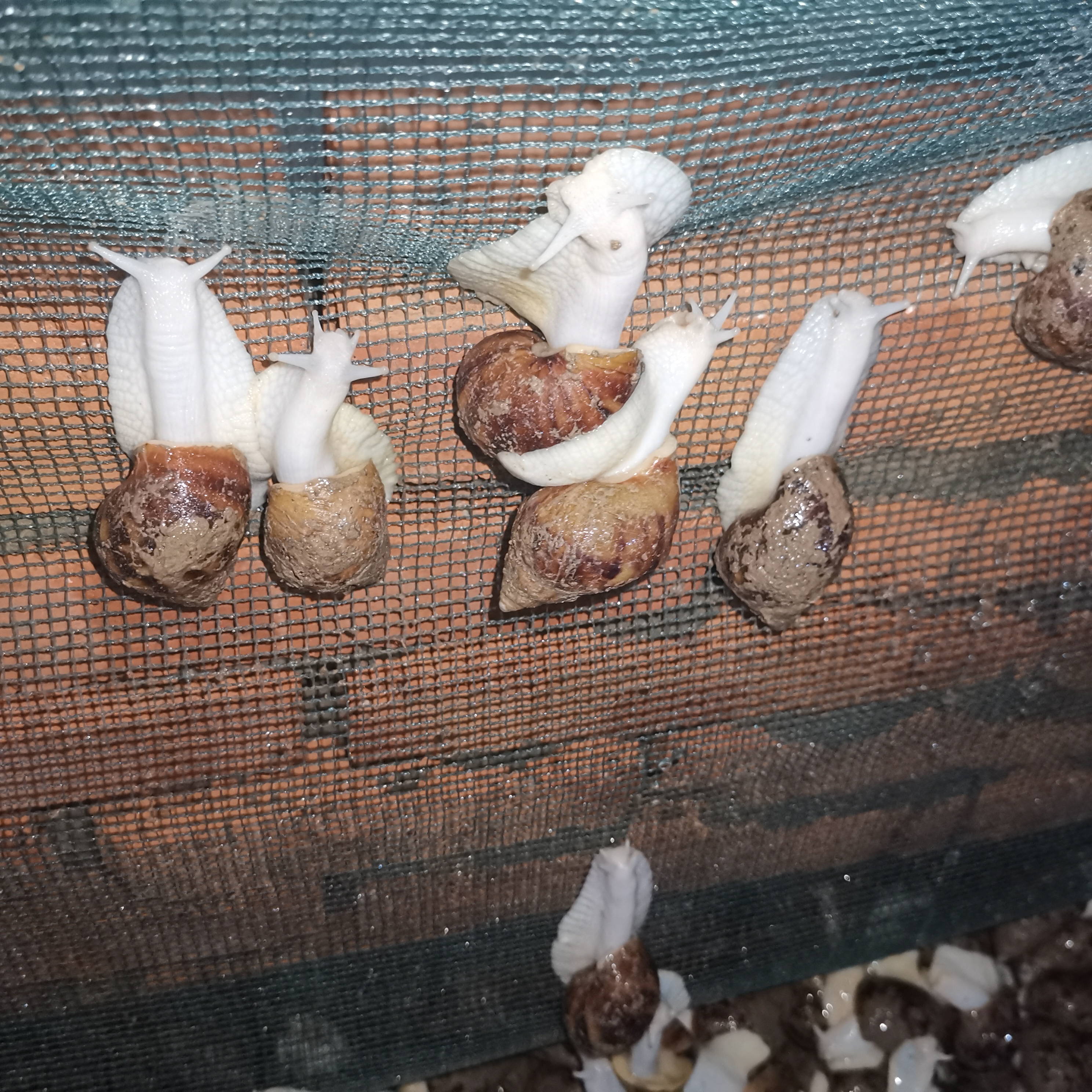 山东白玉蜗牛无土养殖市场如何,江苏白玉蜗牛有土养殖赚钱吗