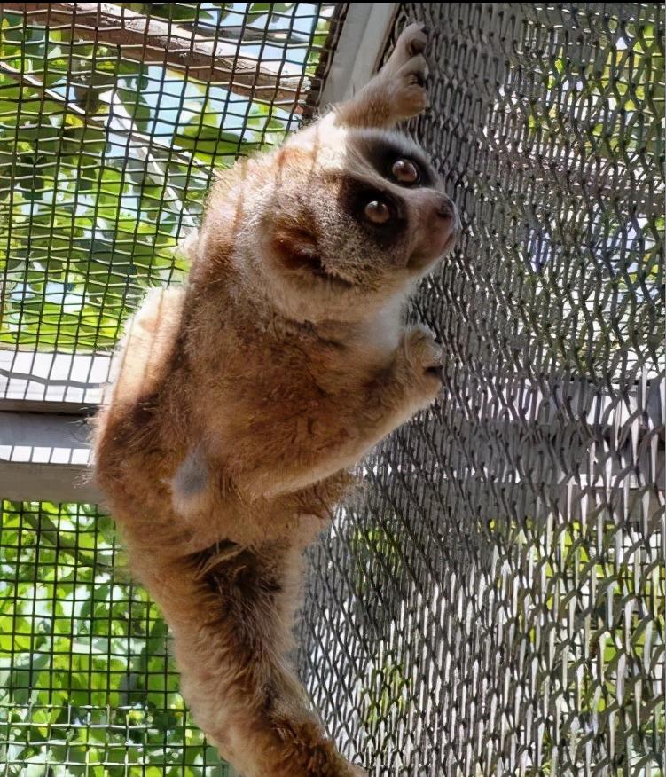 云南德宏一级保护动物蜂猴,云南德宏蜂猴视频