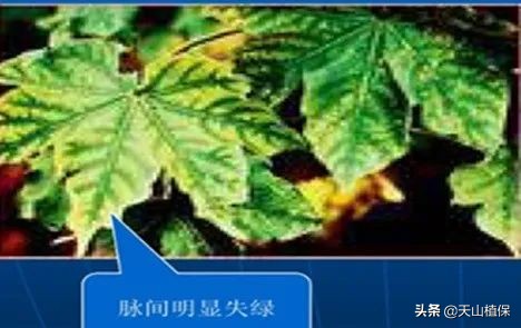 棉花受药害怎么补救,如何识别与预防棉花缺素症