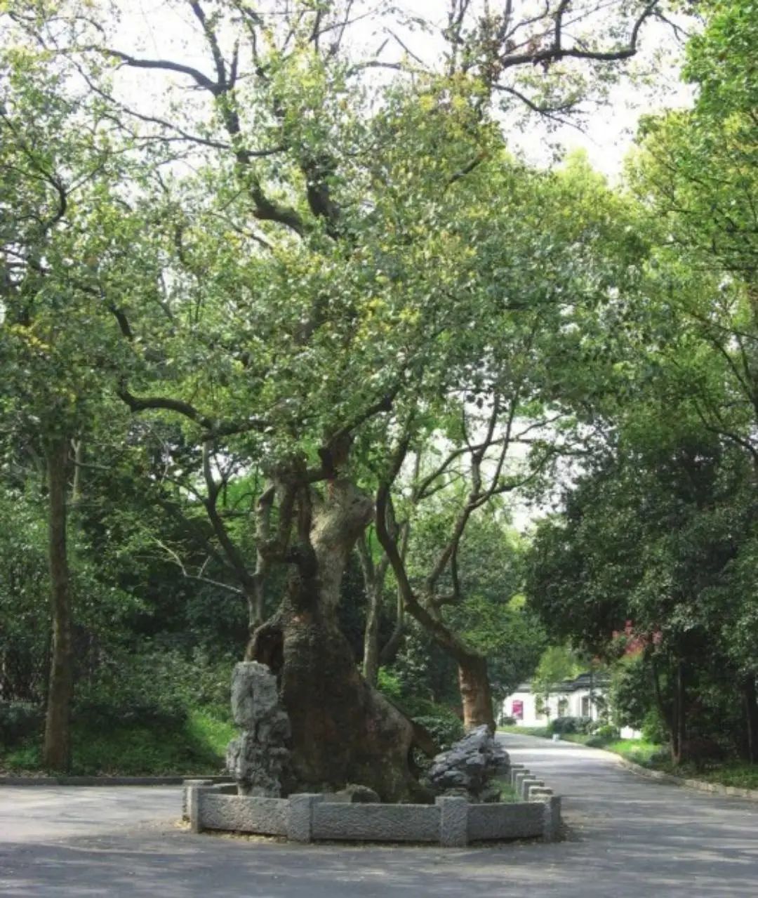 空心老树保护与养护措施,为什么老树空心也能活