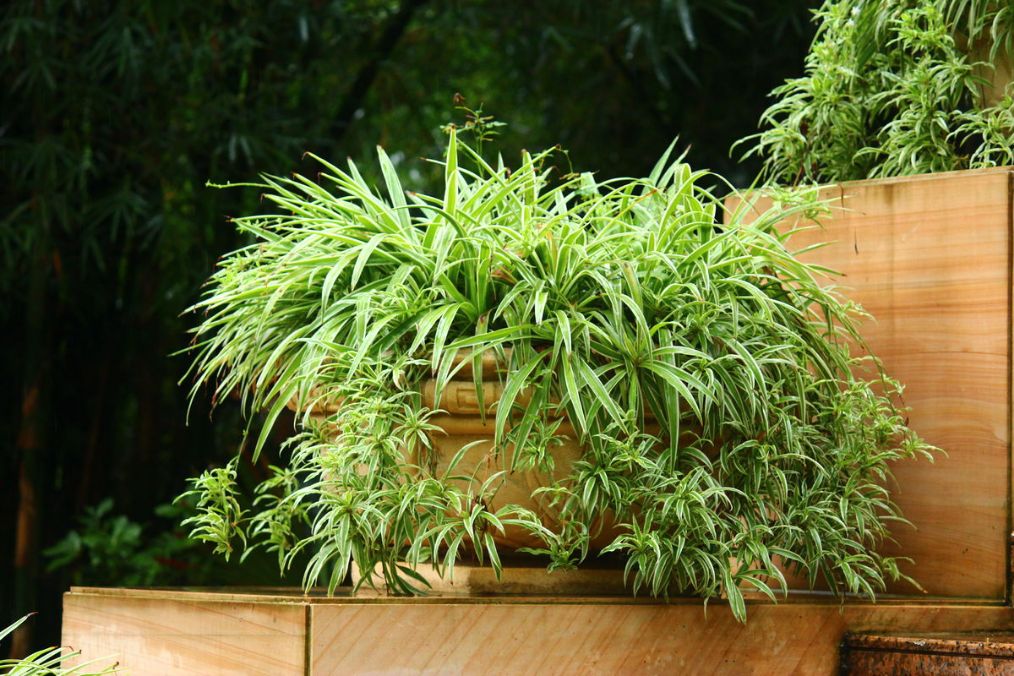 吊兰叶子蔫了看起来不精神怎么办,吊兰放在房间叶子发黄怎么办