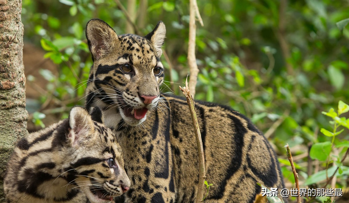 剑齿虎时期的猛兽,被称为小剑齿虎的是云豹还是雪豹