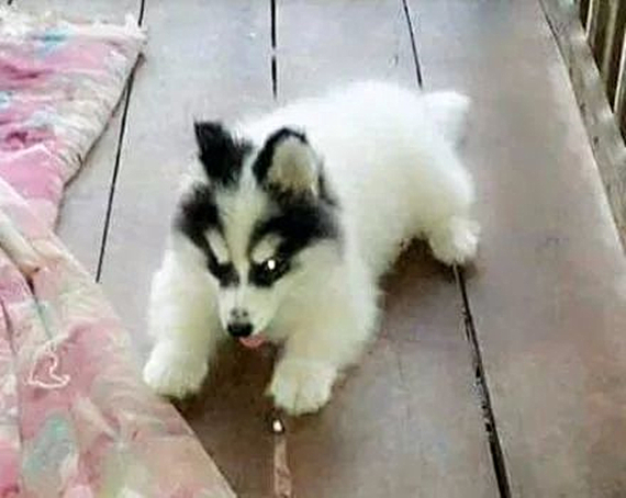 刚买回来的阿拉斯加怕人,刚买回来的阿拉斯加该怎么办