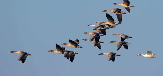 大雁落难辽宁,精疲力尽在高速上贴地飞行,是掉队了吗?